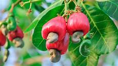 Cashew Apple
