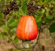 Cashew Apple