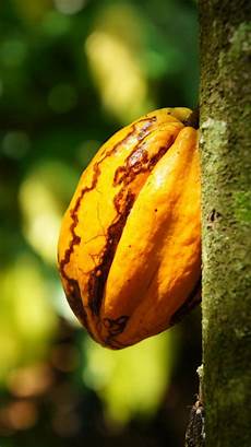 Chocolate Industry