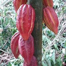 Chocolate Plants