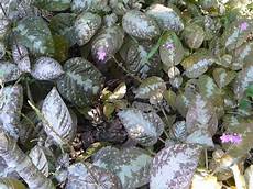 Chocolate Plants