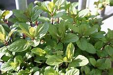 Chocolate Plants