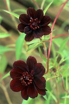 Chocolate Plants
