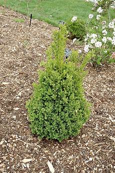 Compact Bulgur Production Plants