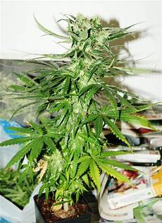 Compact Bulgur Production Plants