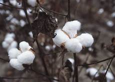 Cotton Seed Cakes