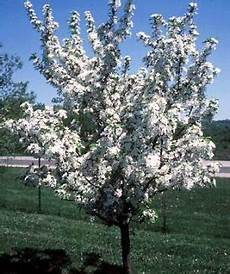 Crab Apple