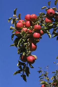 Fuji Apple