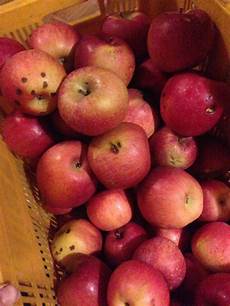Fuji Apple