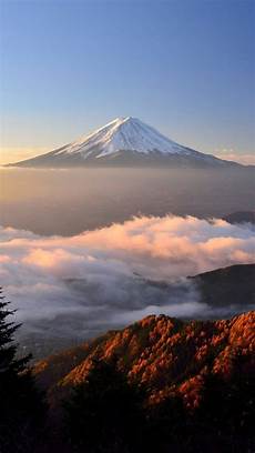 Fuji Apple