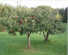 Fuji Apples