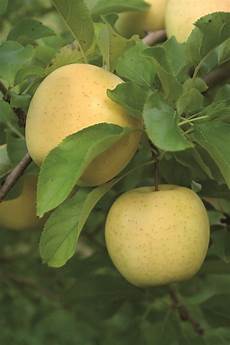 Golden Apples