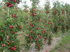 Golden Apples