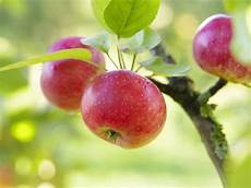 Grown Apple