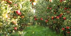 Grown Apple