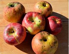 Organic Apple