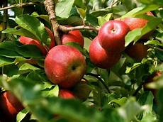 Organic Apple