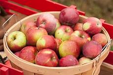 Organic Apples