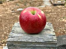 Organic Apples
