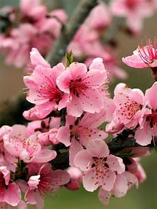 Pink Apple