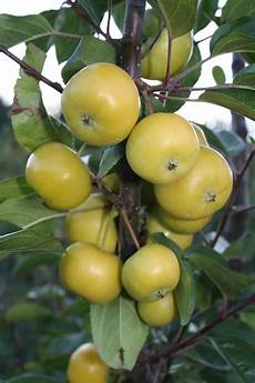 Pink Apples