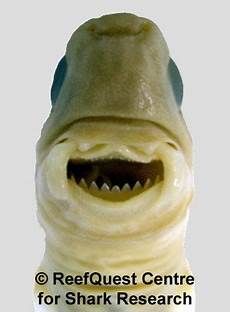 Sea Biscuit