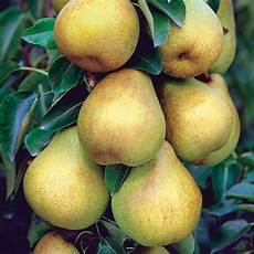 Starking Apple