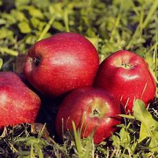 Starking Apple