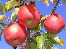 Starking Apples