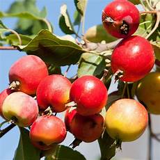 Wild Apple