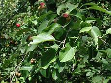Wild Apple