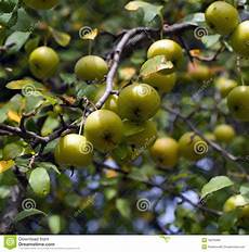 Wild Apple